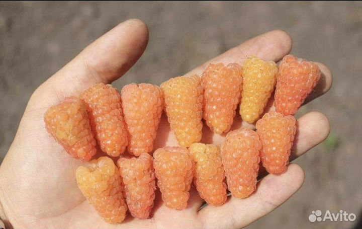 Ремонтантная малина