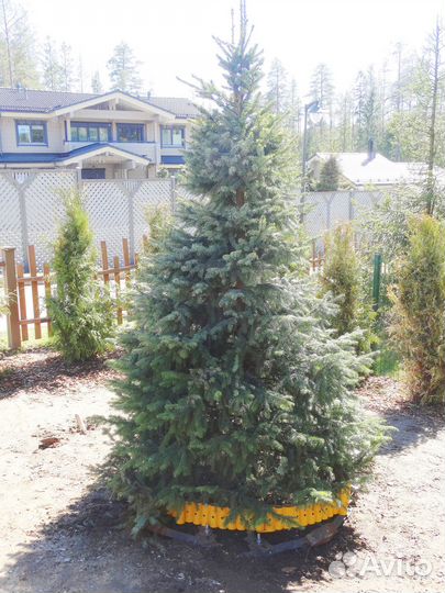 Пересадчик деревьев 