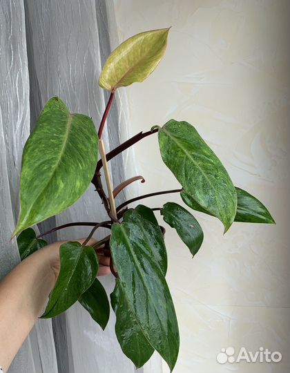 Филодендрон Кобра