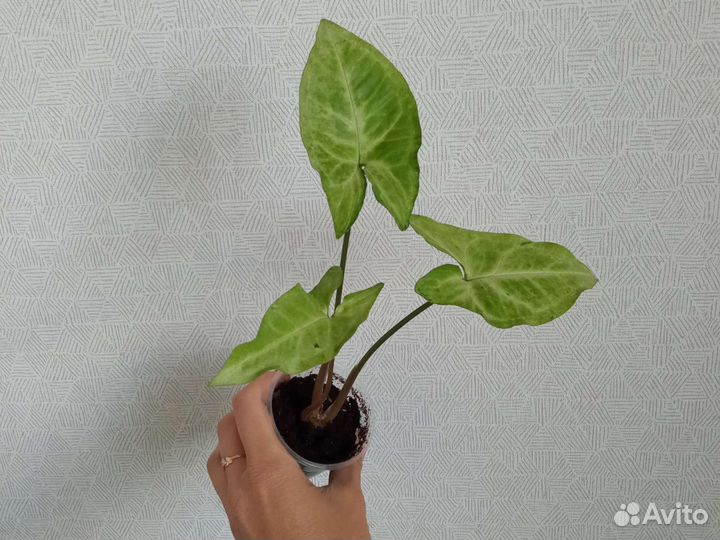 Сингониумы сортовые