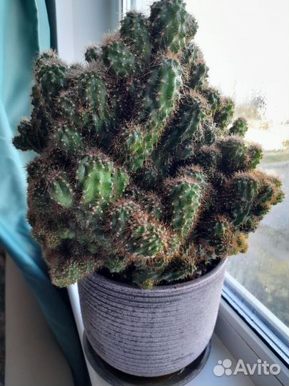 Кактус POT plateau