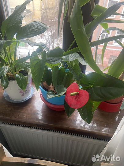 Комнатные цветы разные