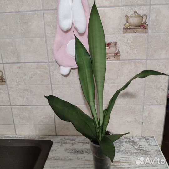 Сансевиерия Мунштайн