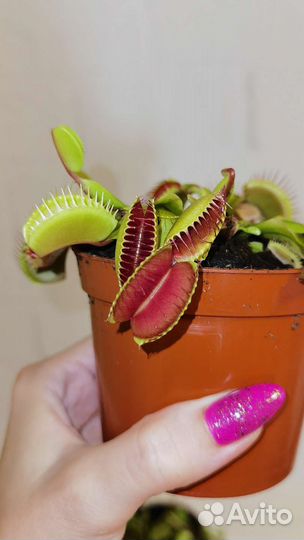 Венерина мухоловка (AVenus Flytrap)