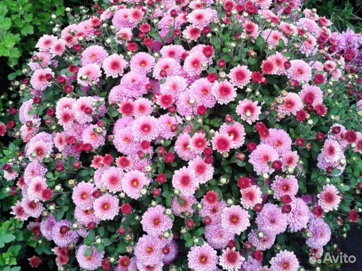 Хризантема мультифлора и корейская