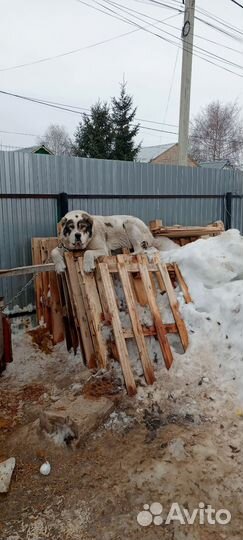 Щенки сао алабай