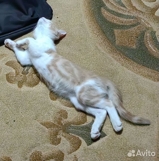 Котёнок в добрые руки