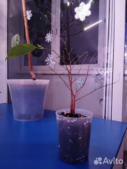 Фикус бенджамина