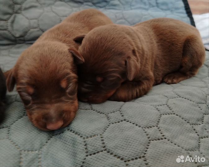 Щенки добермана