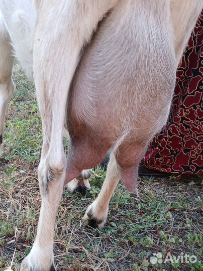 Коза дойная молочная