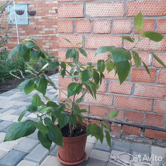 Гибискус махровый