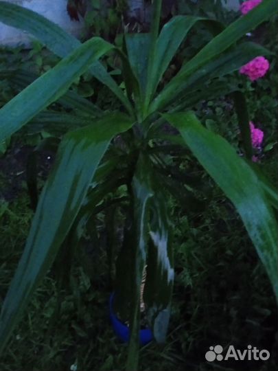 Пальма юкка