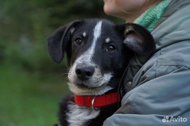 Собака в добрые руки