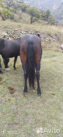 Лошадь жеребец