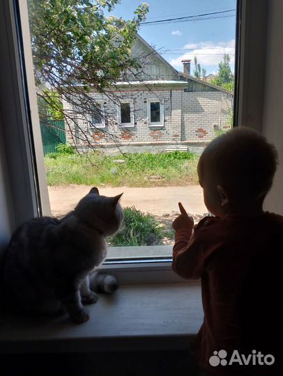 Передержка кошек