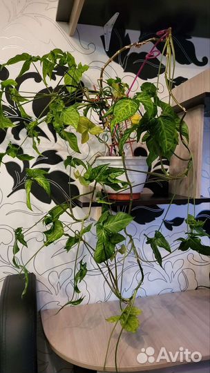 Цветок Сингониум