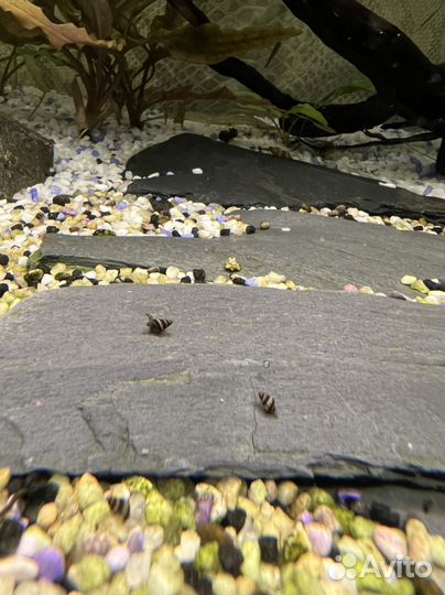 Улитка хелена