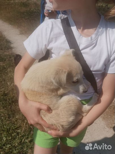 Щенок маленькой собаки в добрые руки