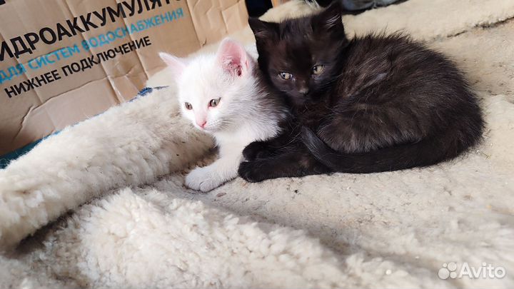 Котята ищут дом