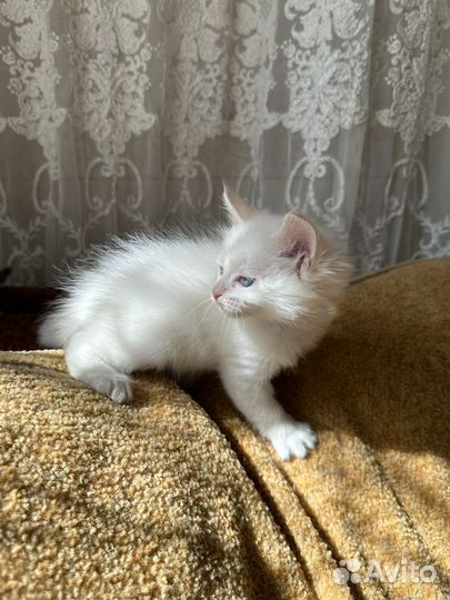 Котенок