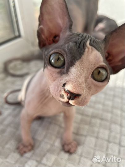 Канадский сфинкс