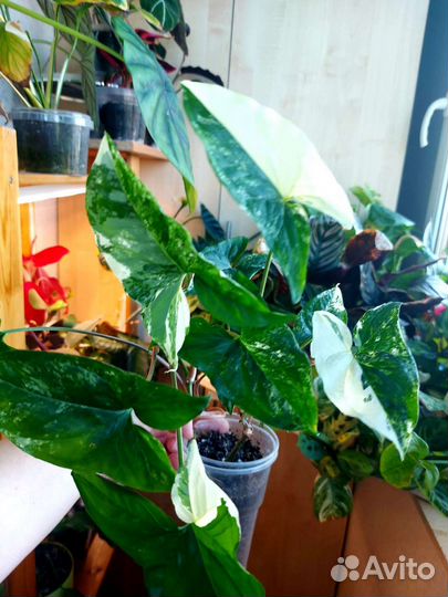 Алоказия жаклин,калатея, аглаонема