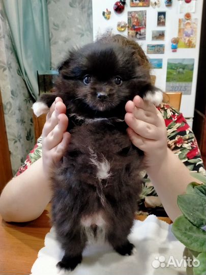 Померанский шпиц