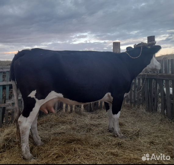 Коровы дойные молочные