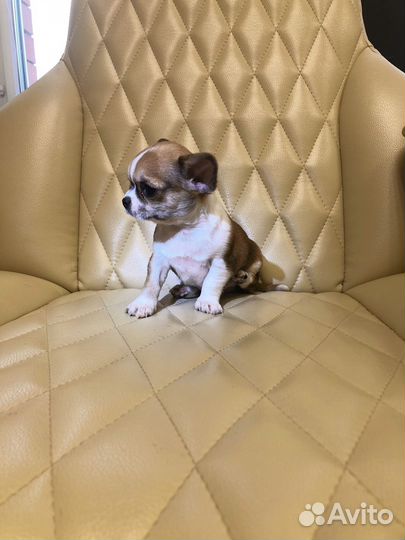 Щенки чихуахуа