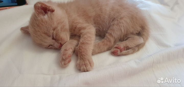 Котята без породы