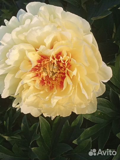 Кусты пиона