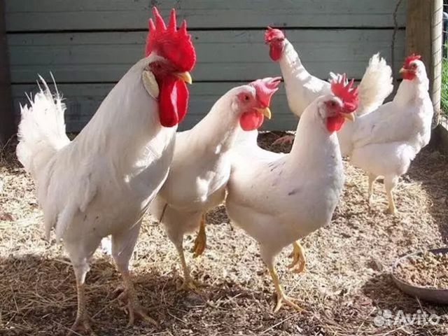 КОЛЛЕКЦИЯ ССЫЛОК | Женщина, секс и курица