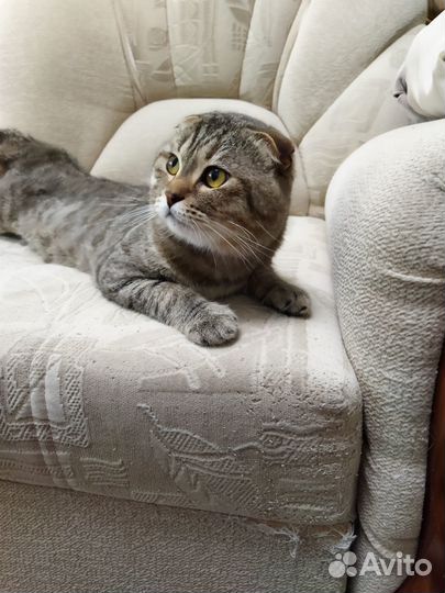 Шотландский кот