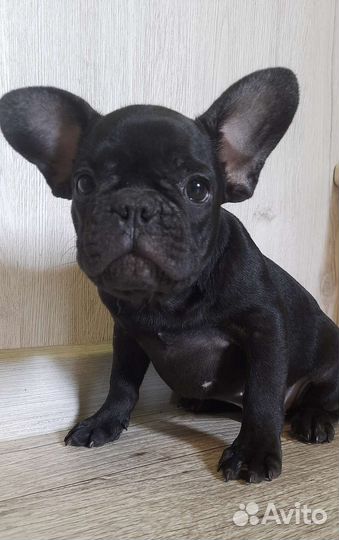 Черный мальчик