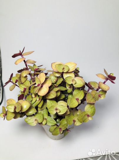 Каллизия Голд/repens Gold