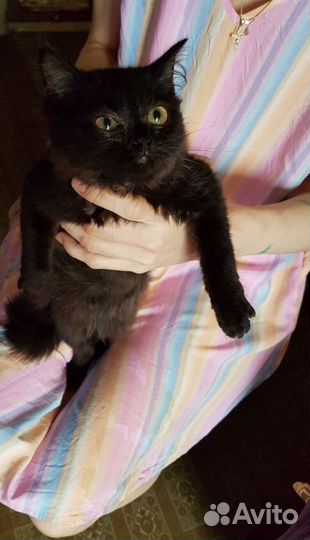 Котята шоколадный дым