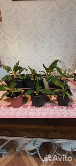 Хлорофитум оранж