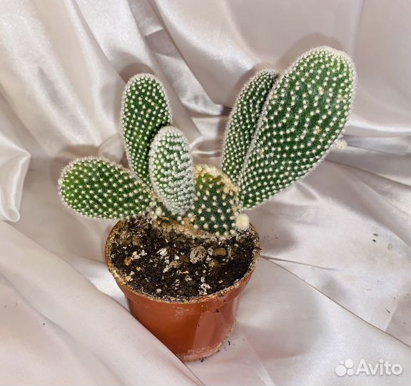 Кактус - опунция