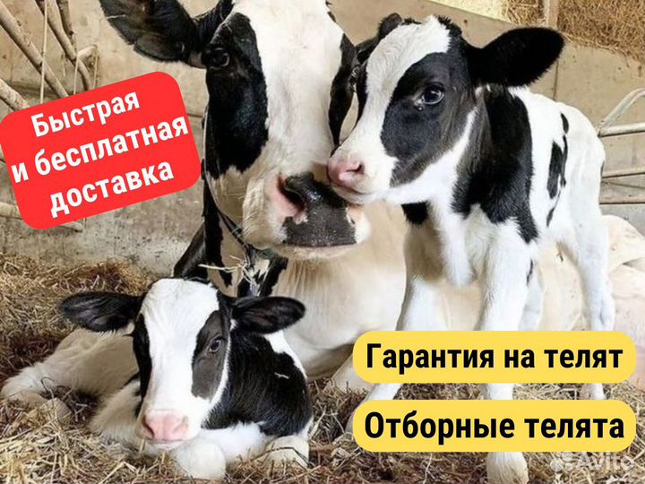 Телята с доставкой Голштины
