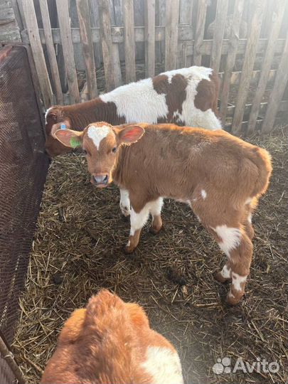 Отменные телята бычки с доставкой на транспорте