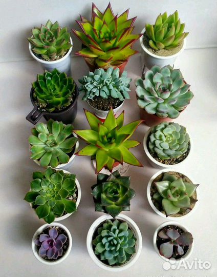 Суккулент эчеверия, 25 видов