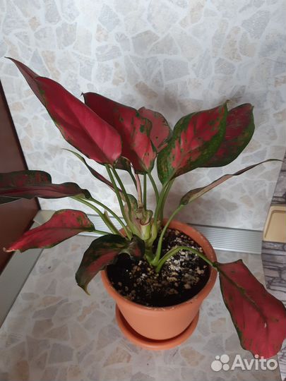 Аглаонема Cherry Bebi