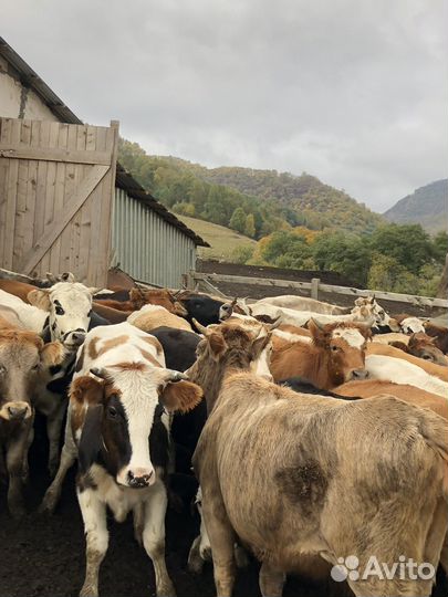 Телки 45 голов