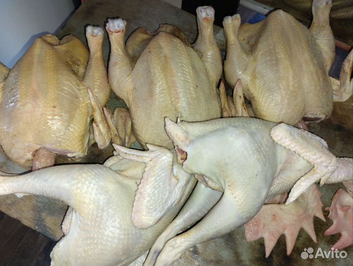 Мясо домашней курицы, цыплят