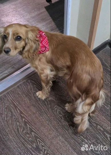 Кокер спаниель
