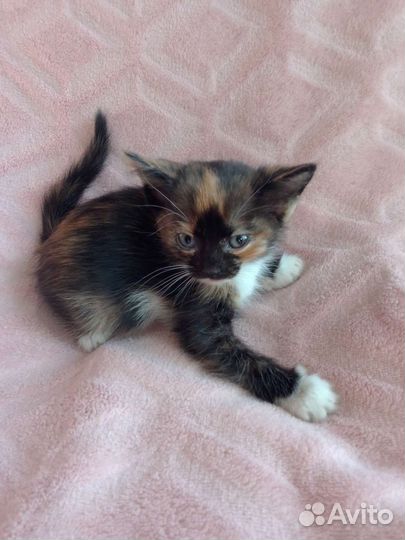 Котята 3 и 7месяцев в добрые руки