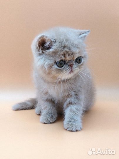 Котик экзот резерв