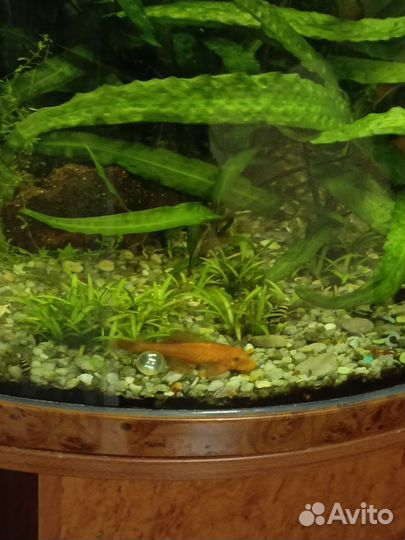 Анциструс Super Red