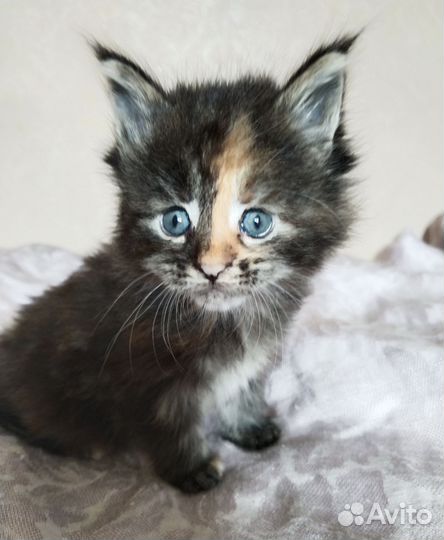 Котята мейн-кун