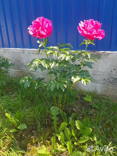 Кусты розовых пионов